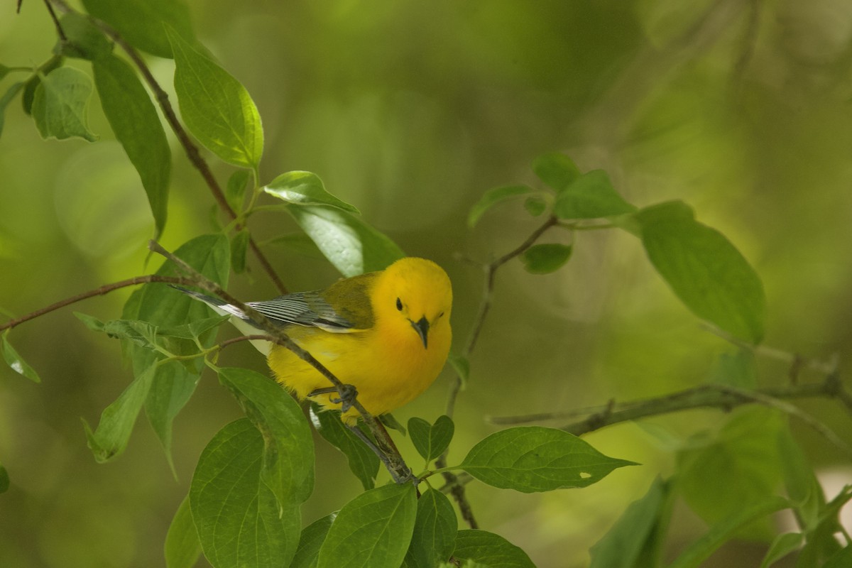 Prothonotary Warbler - ML618813196
