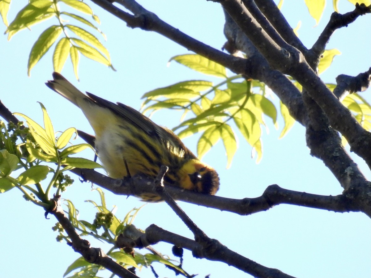 Cape May Warbler - ML618813208