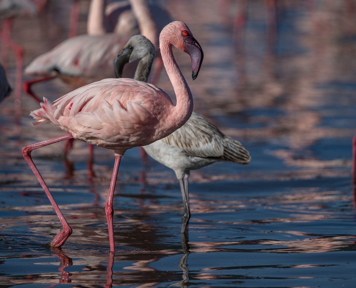 Lesser Flamingo - Lizabeth Southworth
