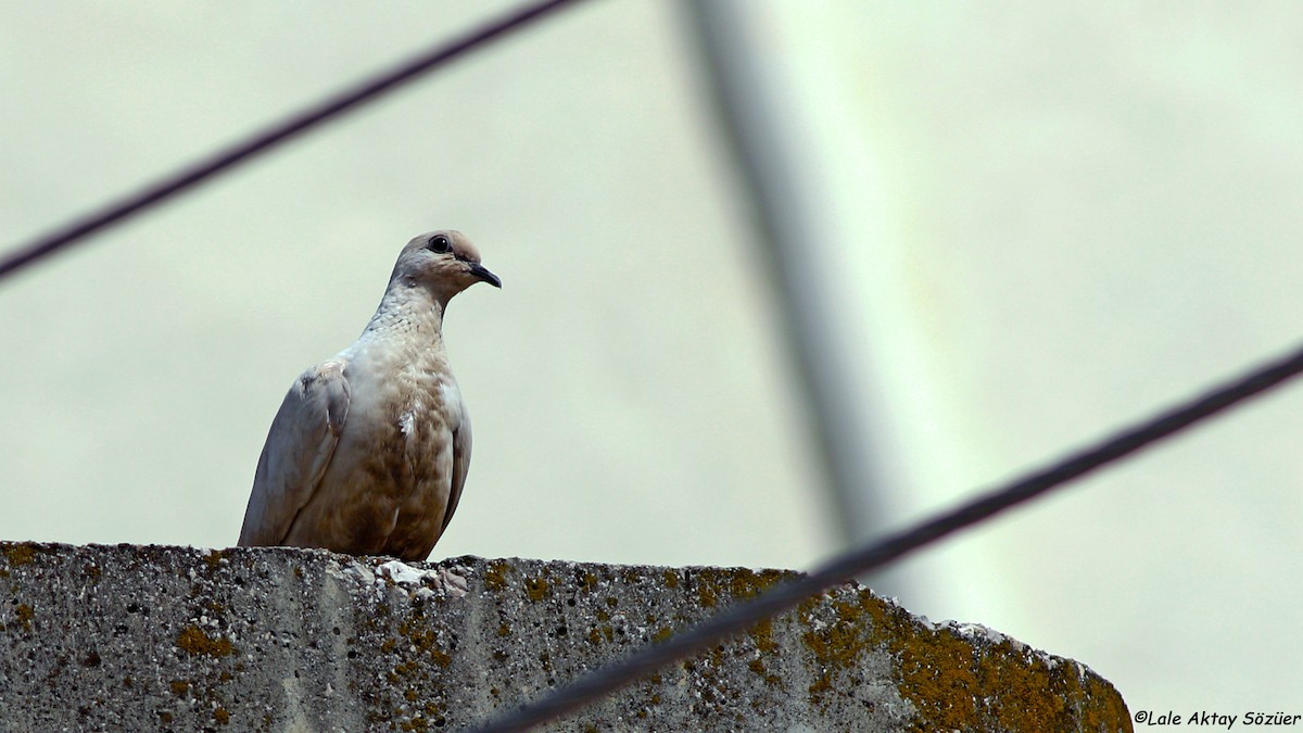 Laughing Dove - ML618813218