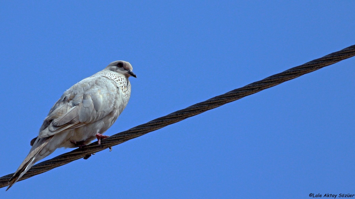 Laughing Dove - ML618813220