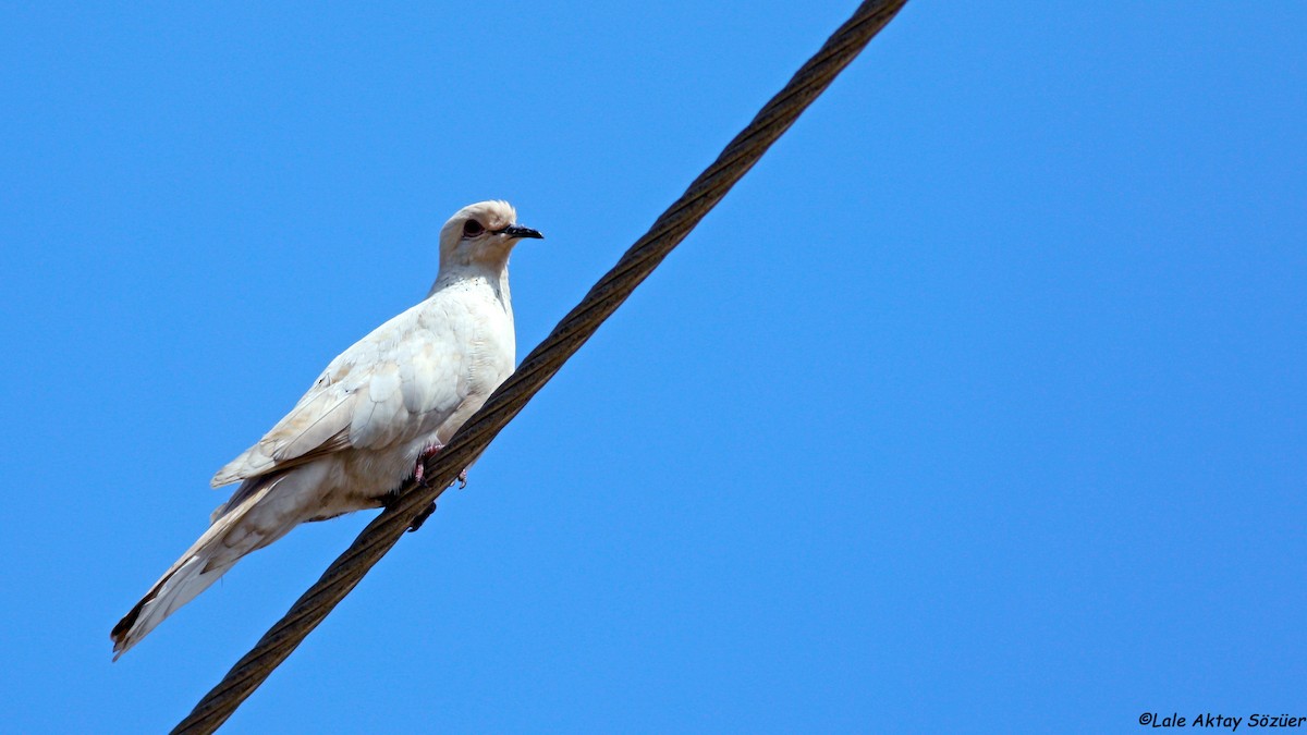 Laughing Dove - Lale Aktay