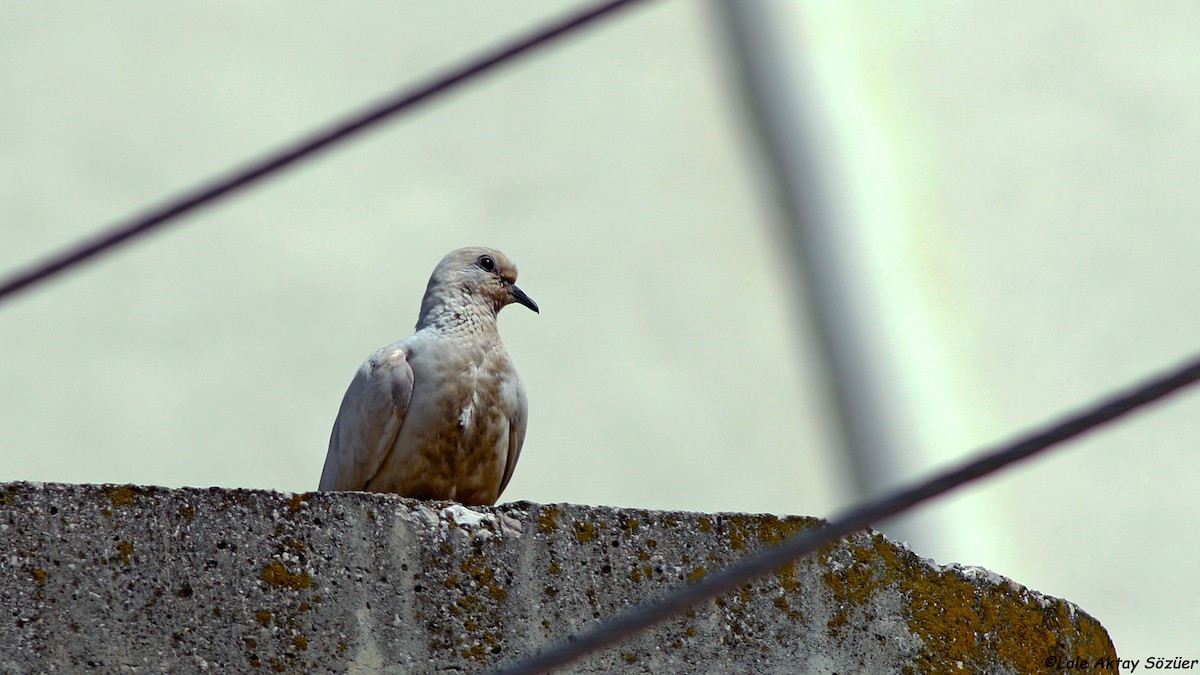 Laughing Dove - ML618813224