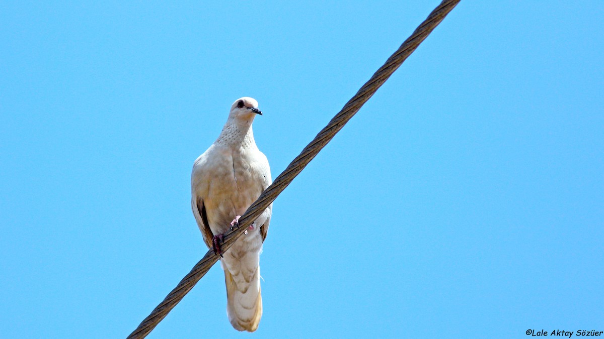 Laughing Dove - ML618813226
