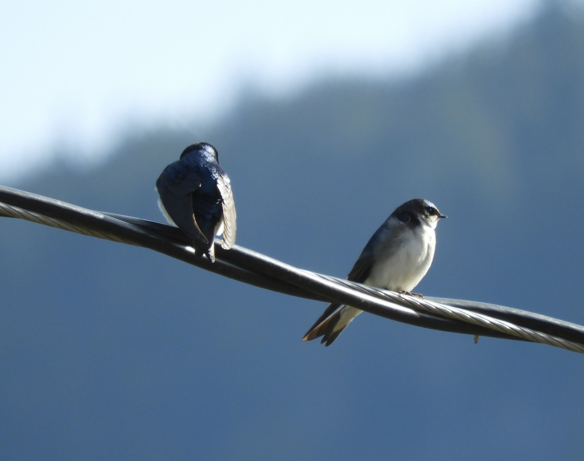 Tree Swallow - Christian Rixen