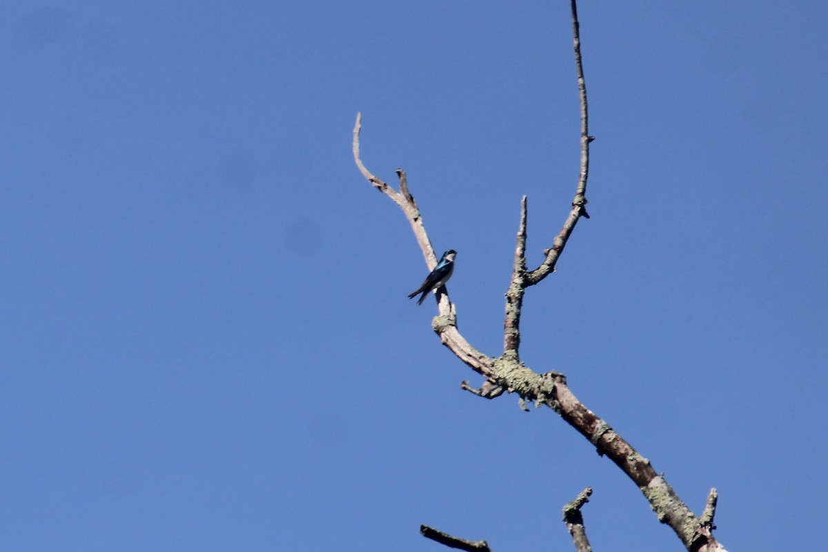 Tree Swallow - ML618813251