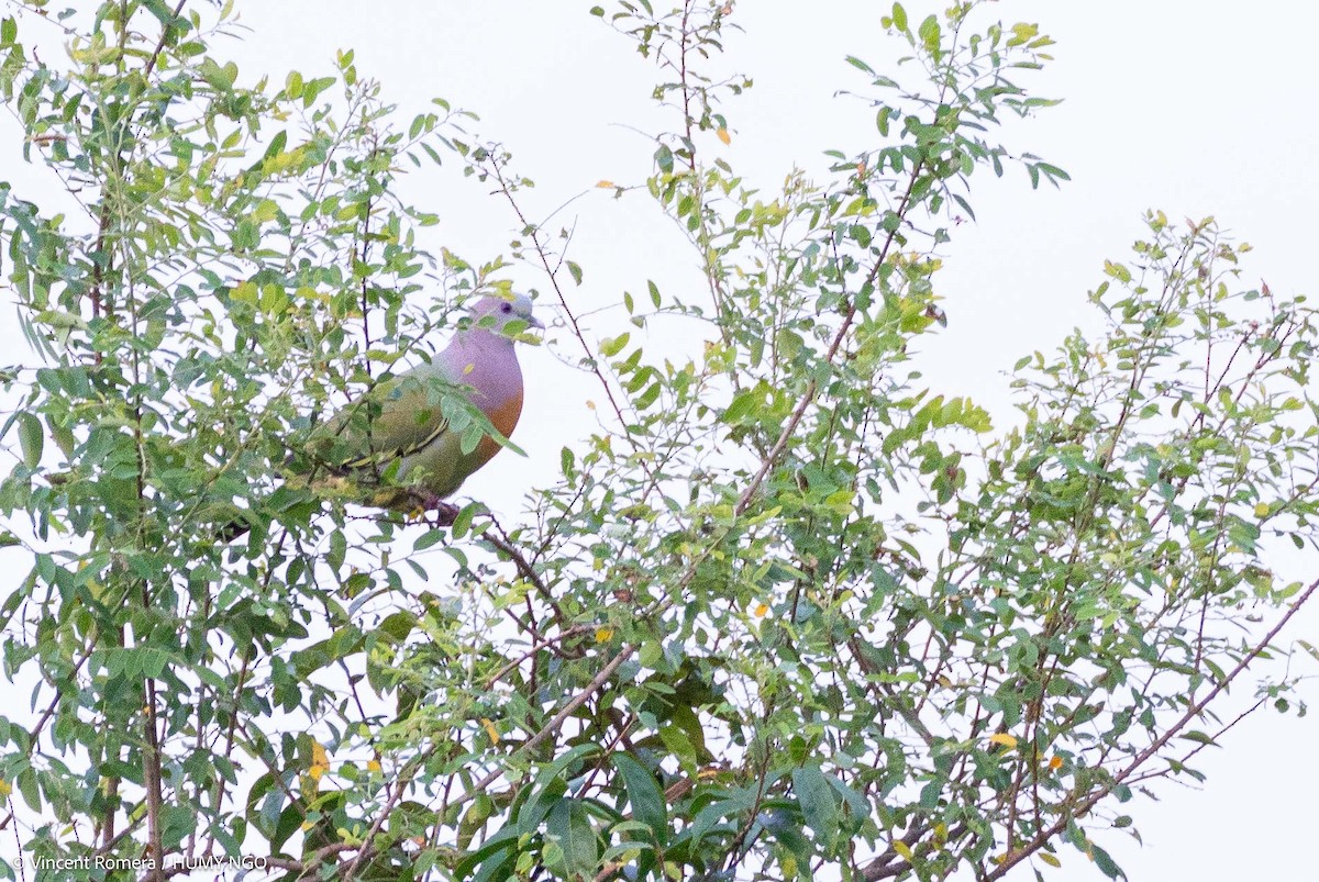 Pink-necked Green-Pigeon - Vincent Romera