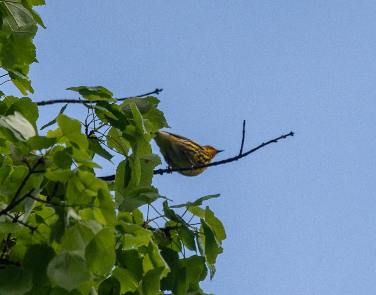 Cape May Warbler - ML618813329