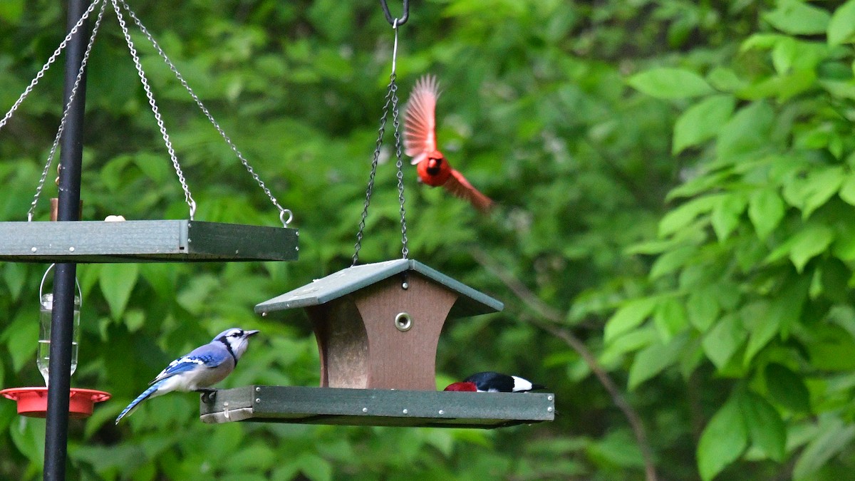 Red-headed Woodpecker - ML618813333