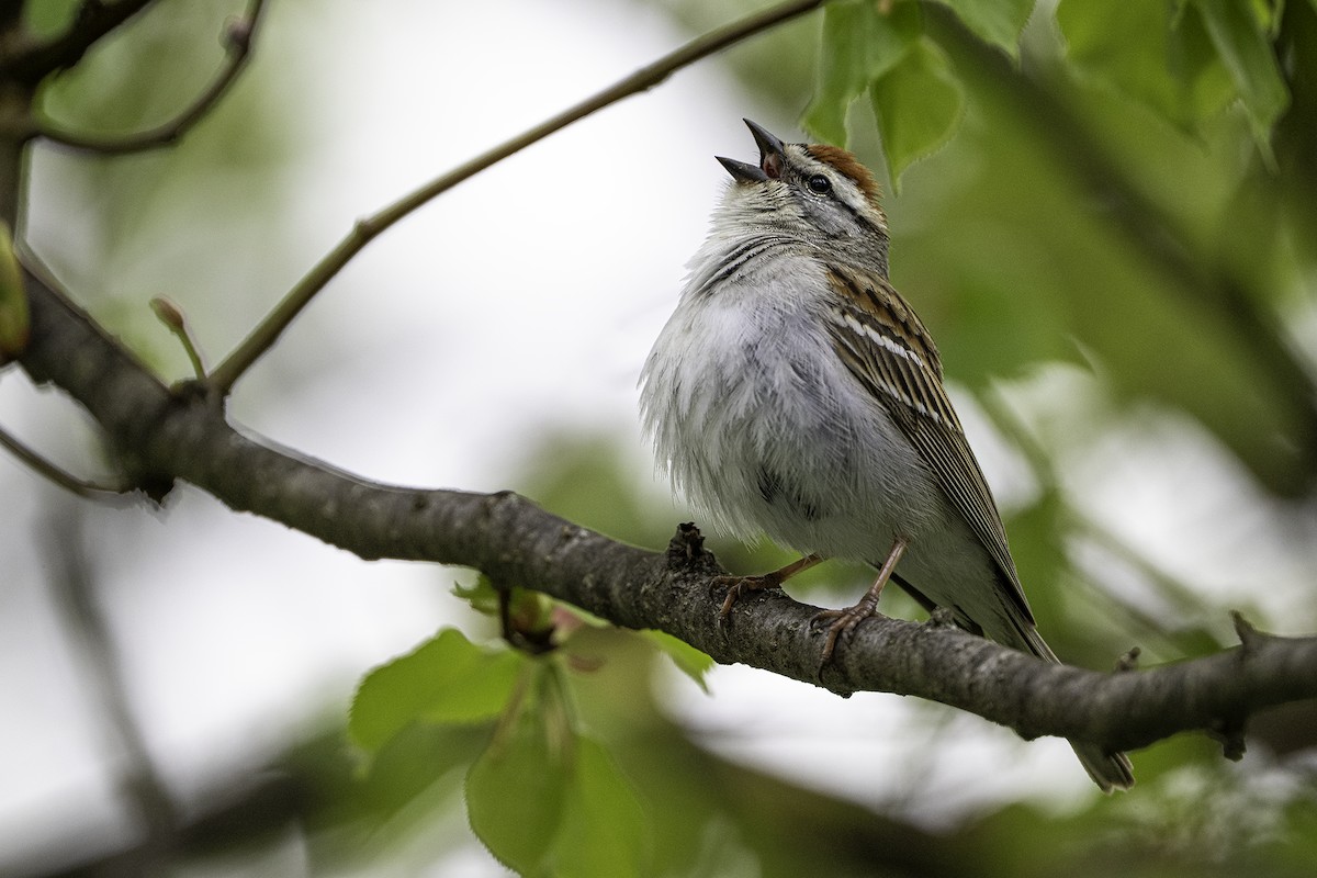Chipping Sparrow - David Jenne