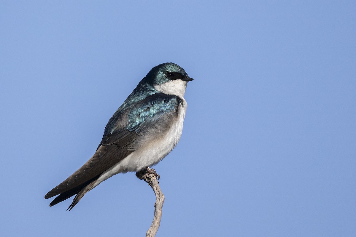 Tree Swallow - Maurice Pitre