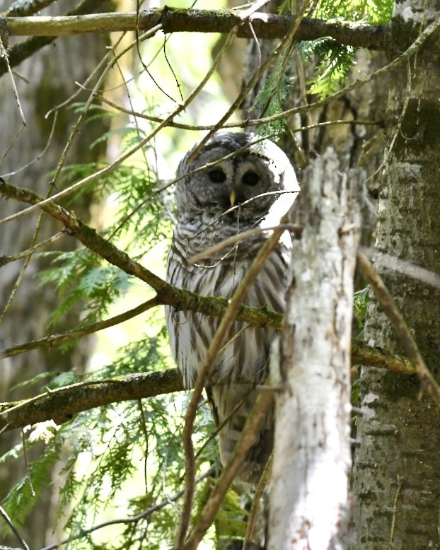 Barred Owl - ML618813351