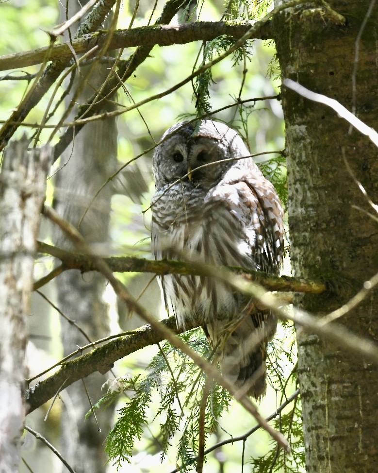 Barred Owl - Heather Pickard