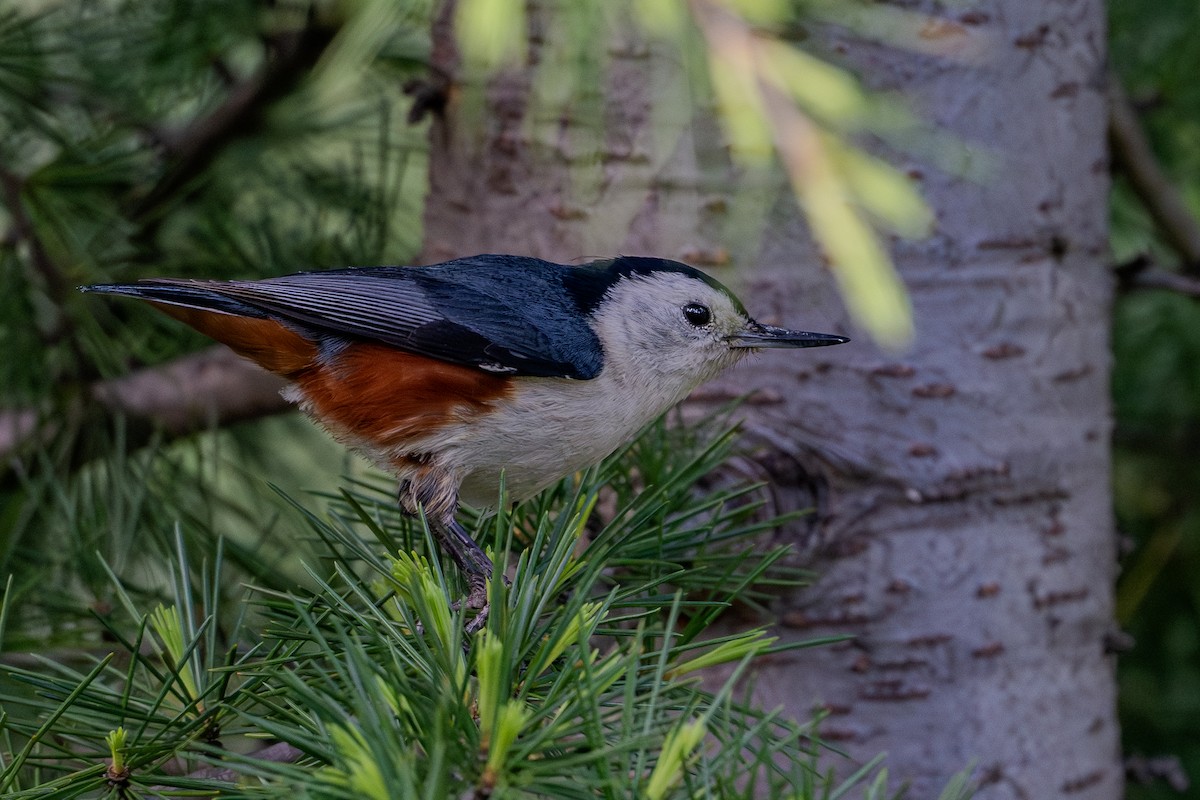 White-cheeked Nuthatch - ML618813356