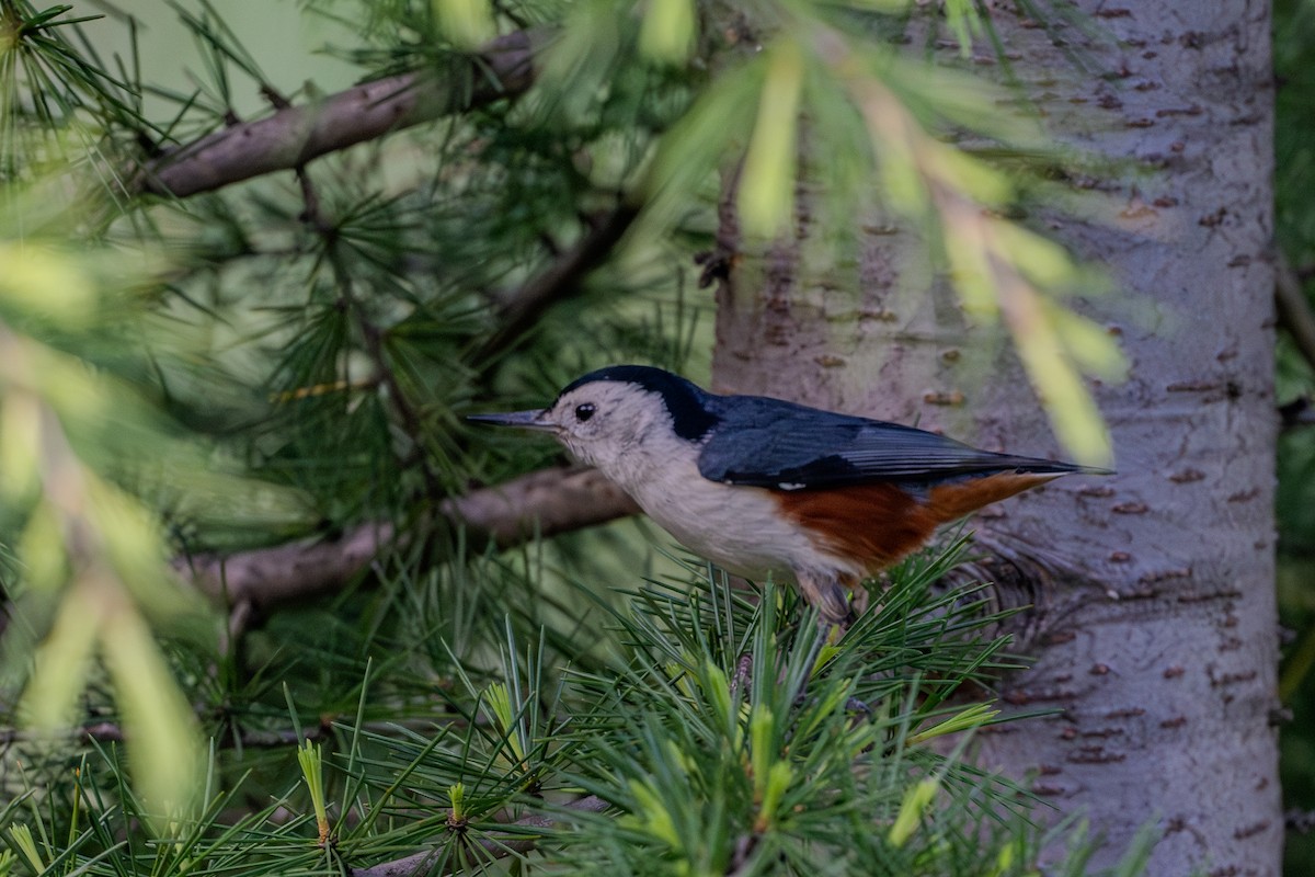 White-cheeked Nuthatch - ML618813357