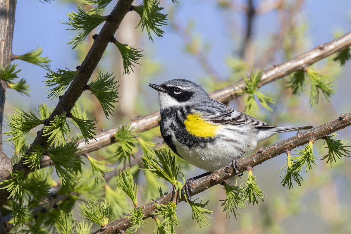 Yellow-rumped Warbler - Maurice Pitre