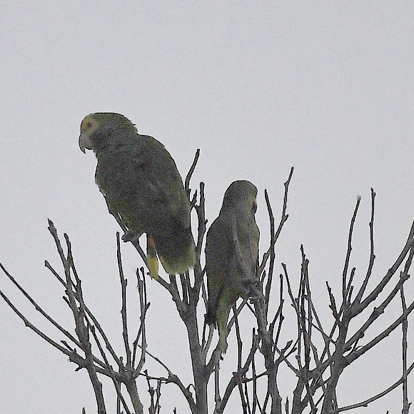 Yellow-headed Parrot - ML618813409