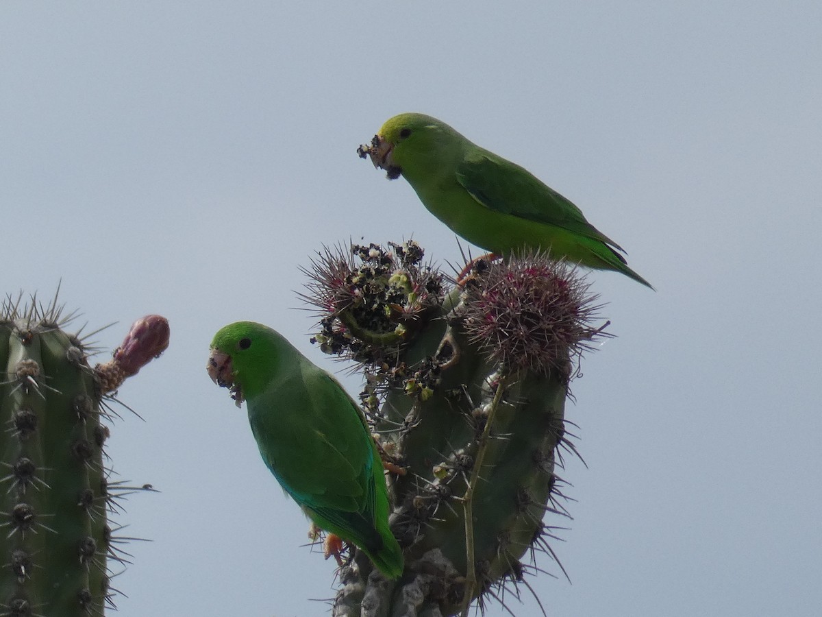 Yeşil Sokumlu Serçe Papağanı - ML618813411