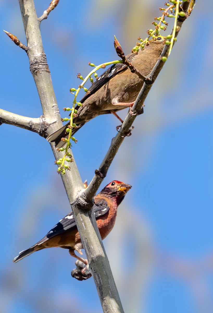 Spectacled Finch - ML618813436