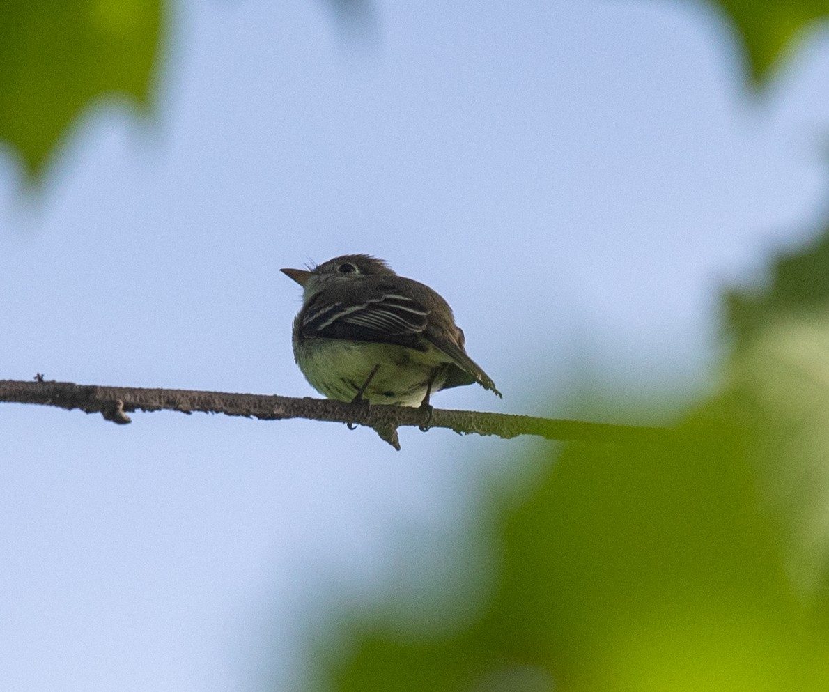 Least Flycatcher - Clive Harris