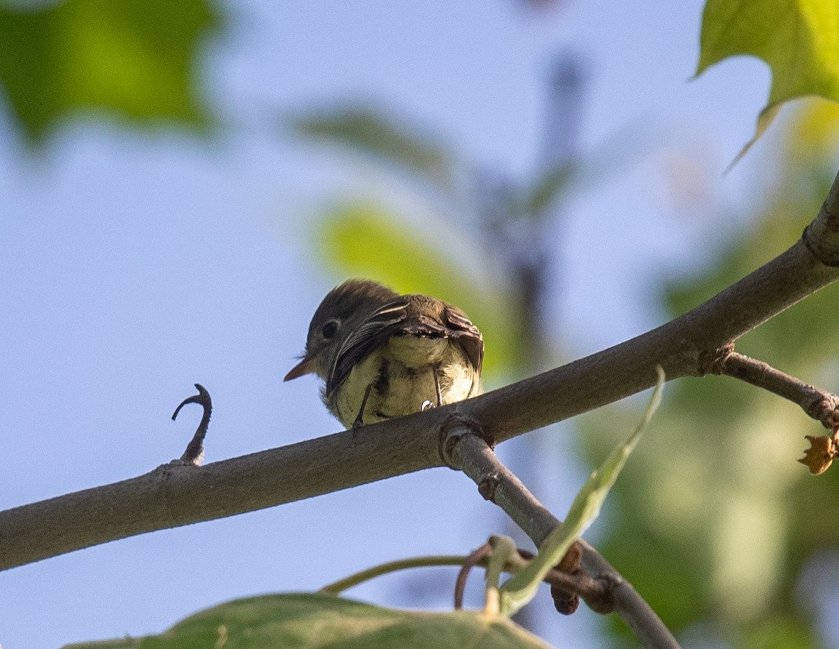 Least Flycatcher - Clive Harris