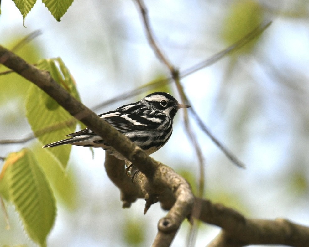 Black-and-white Warbler - ML618813445