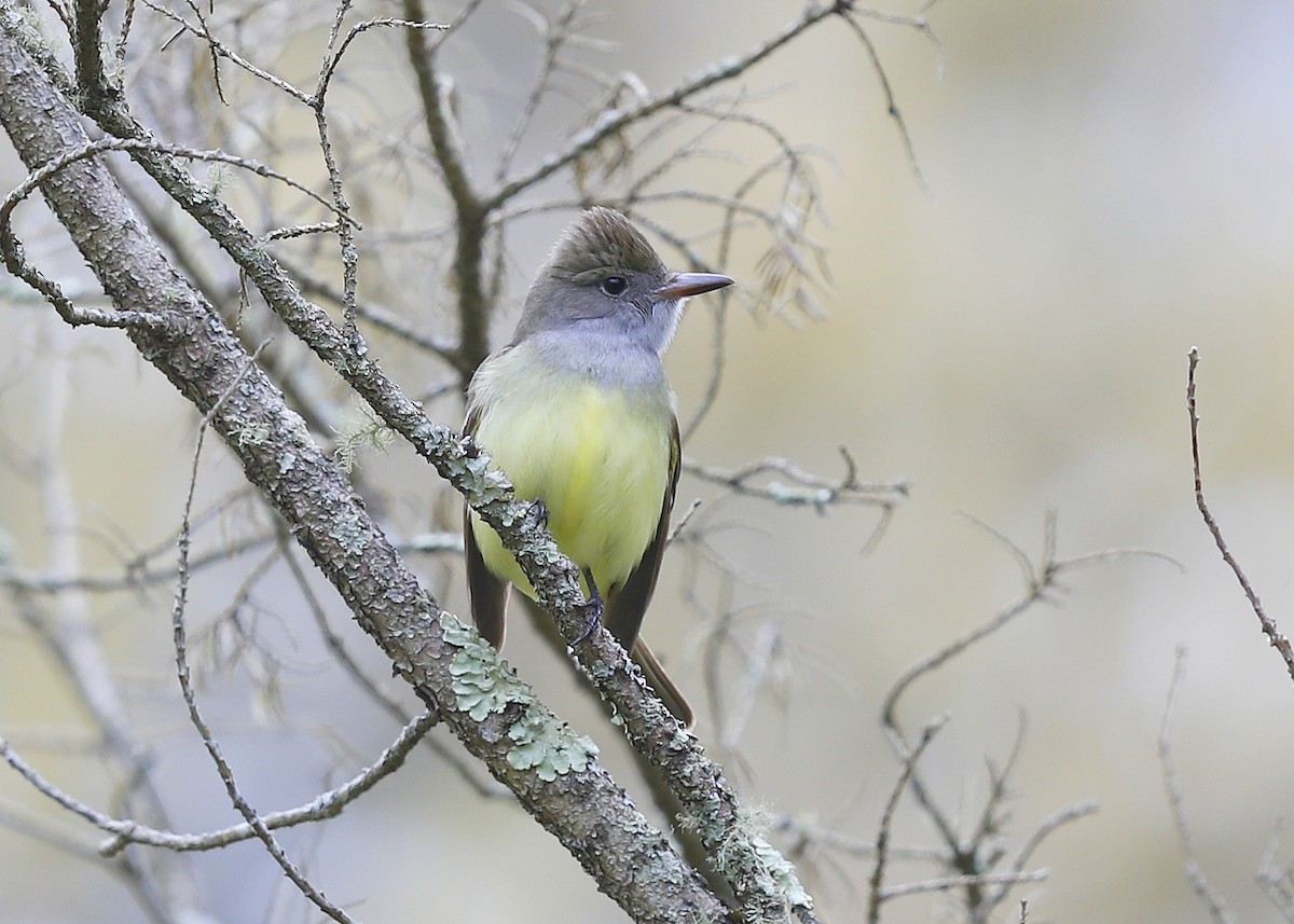 Great Crested Flycatcher - ML618813485