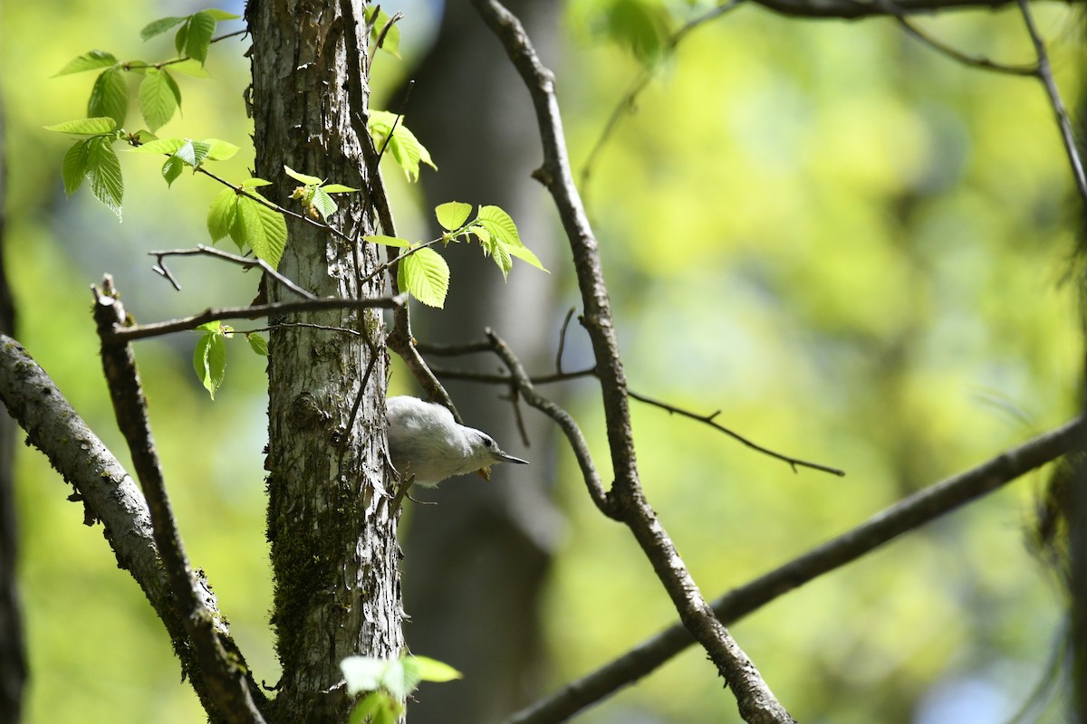 White-breasted Nuthatch (Eastern) - ML618813492