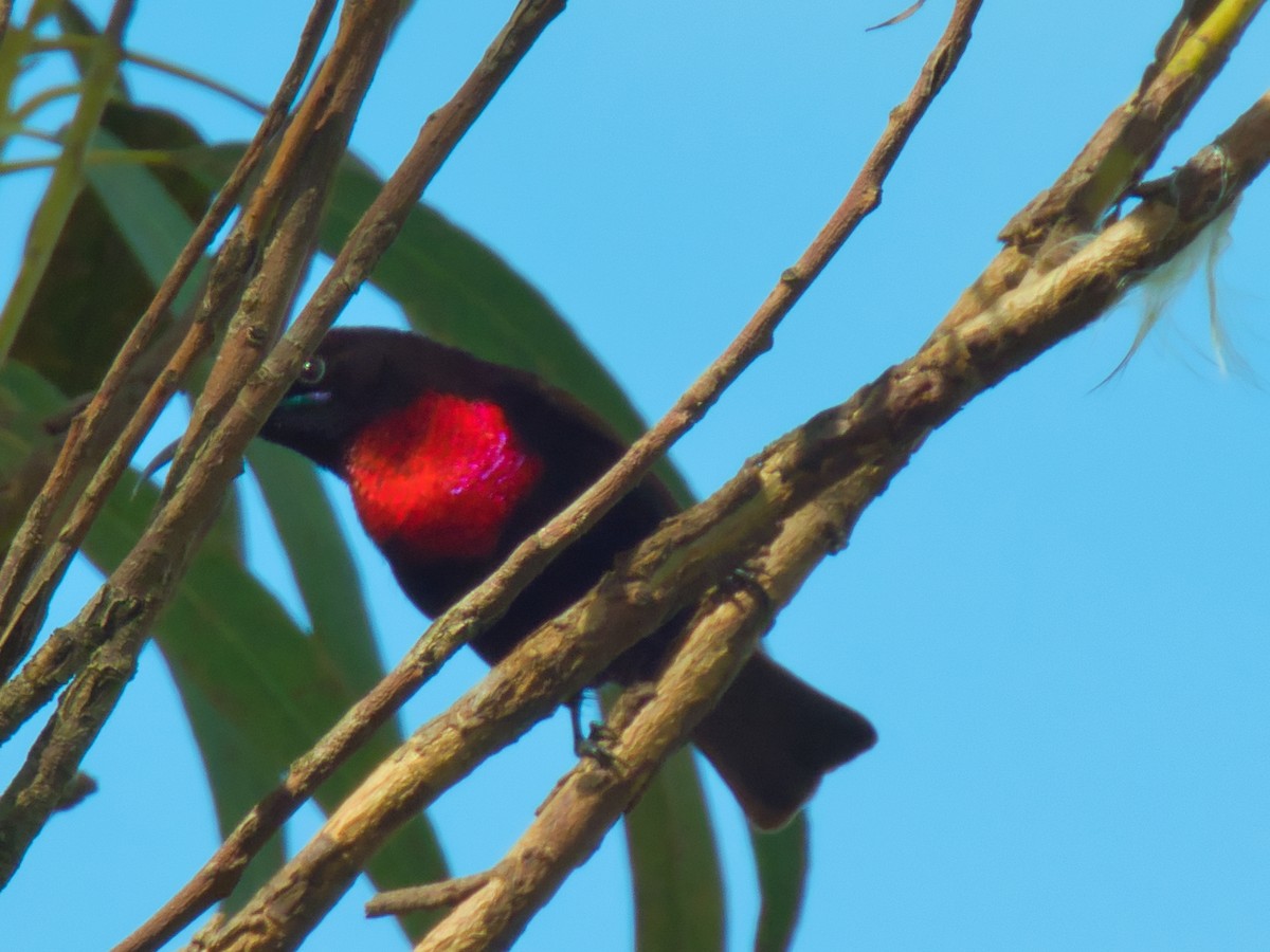 Scarlet-chested Sunbird - Hunter Crooks