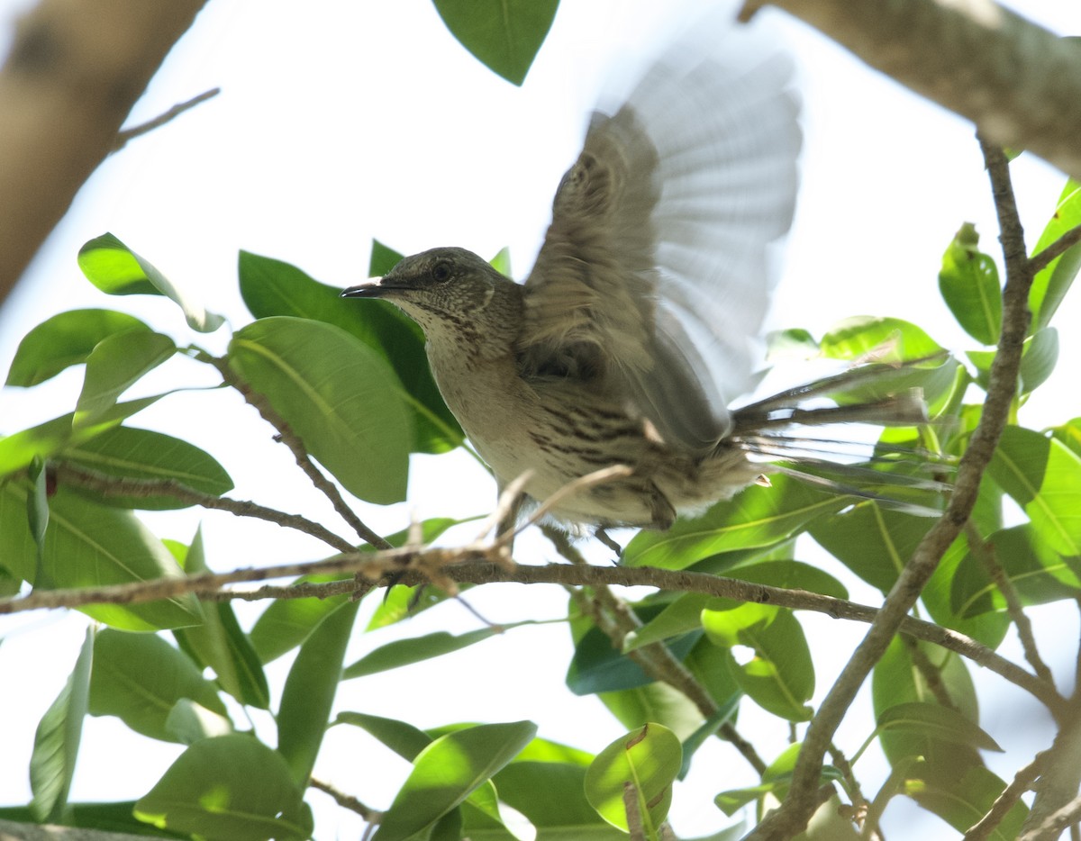 Bahama Mockingbird - ML618813526