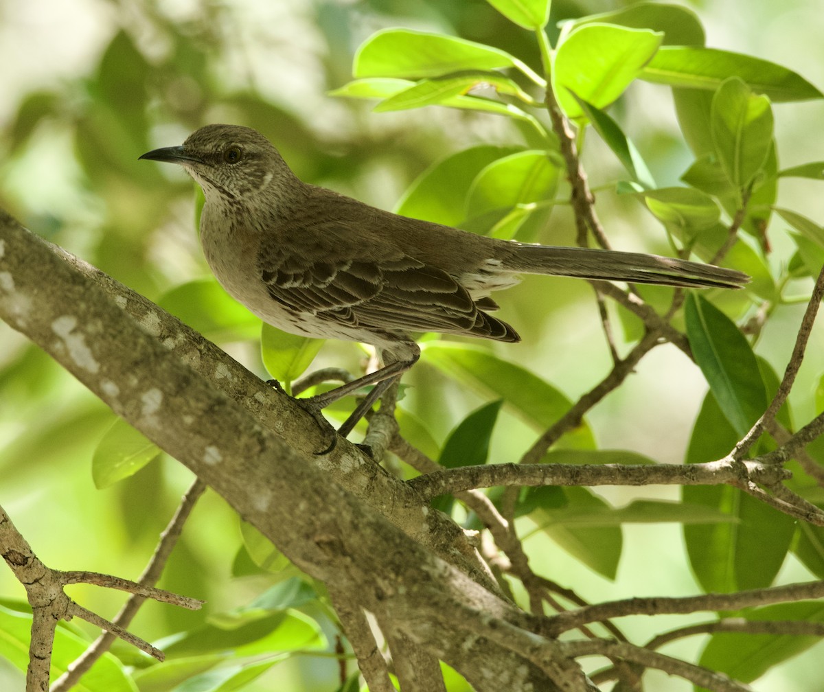 Bahama Mockingbird - ML618813529