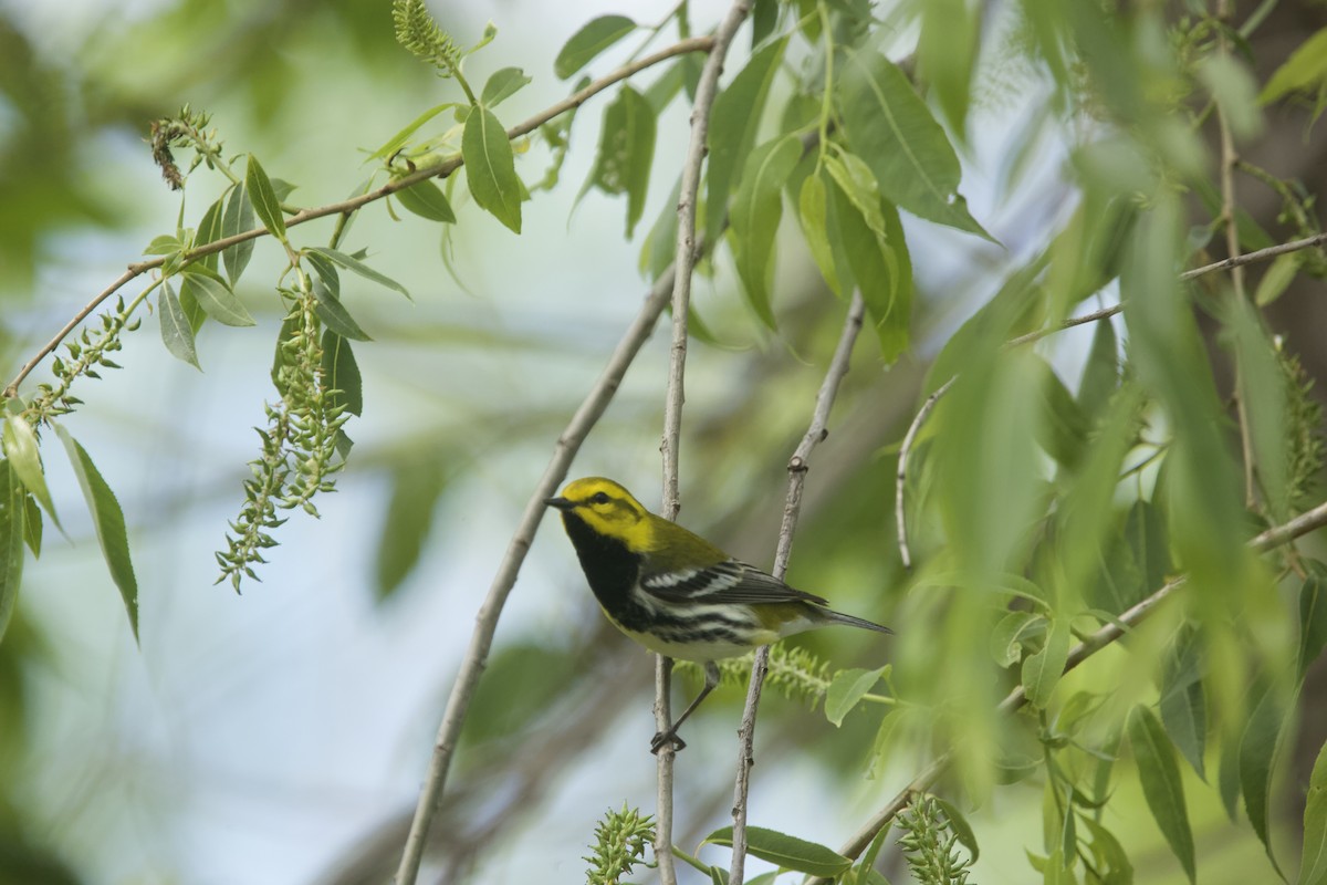 Black-throated Green Warbler - Paul Miller