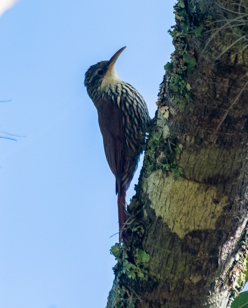 Scaled Woodcreeper (Scaled) - Anderson  Sandro