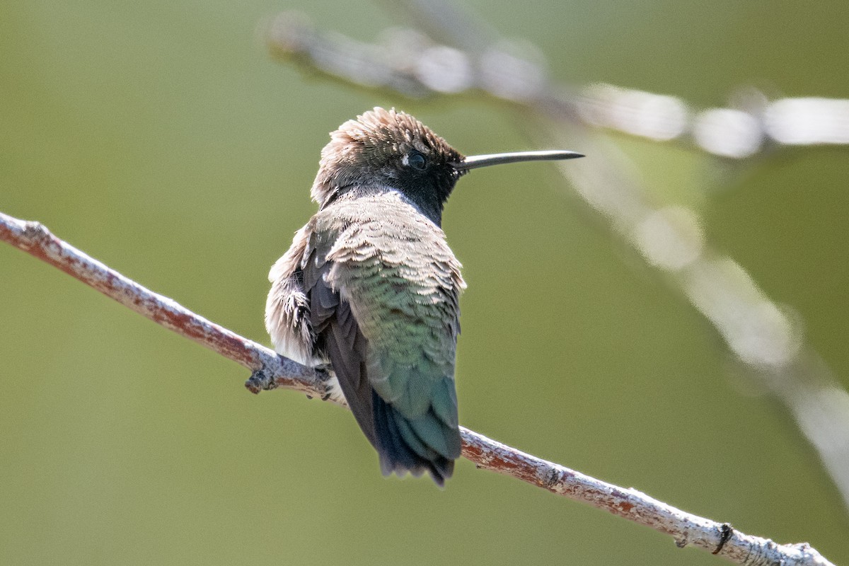 Black-chinned Hummingbird - ML618813545