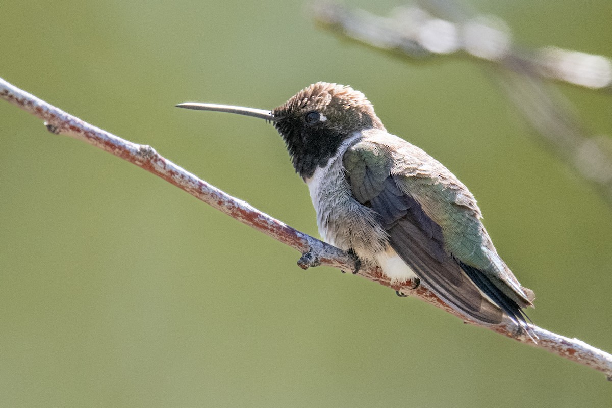 Black-chinned Hummingbird - Jeff Bleam