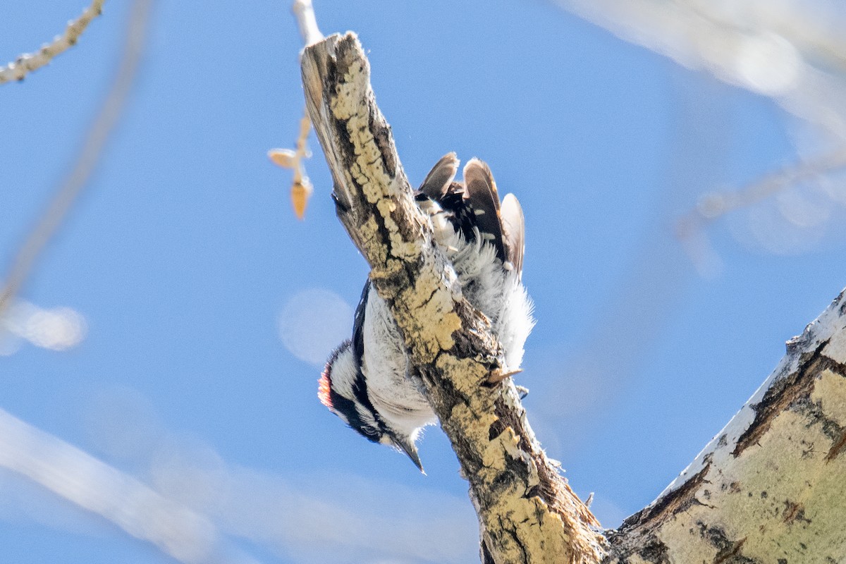 Downy Woodpecker - ML618813595
