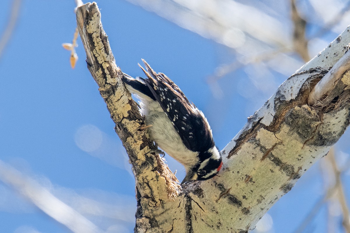 Downy Woodpecker - ML618813596