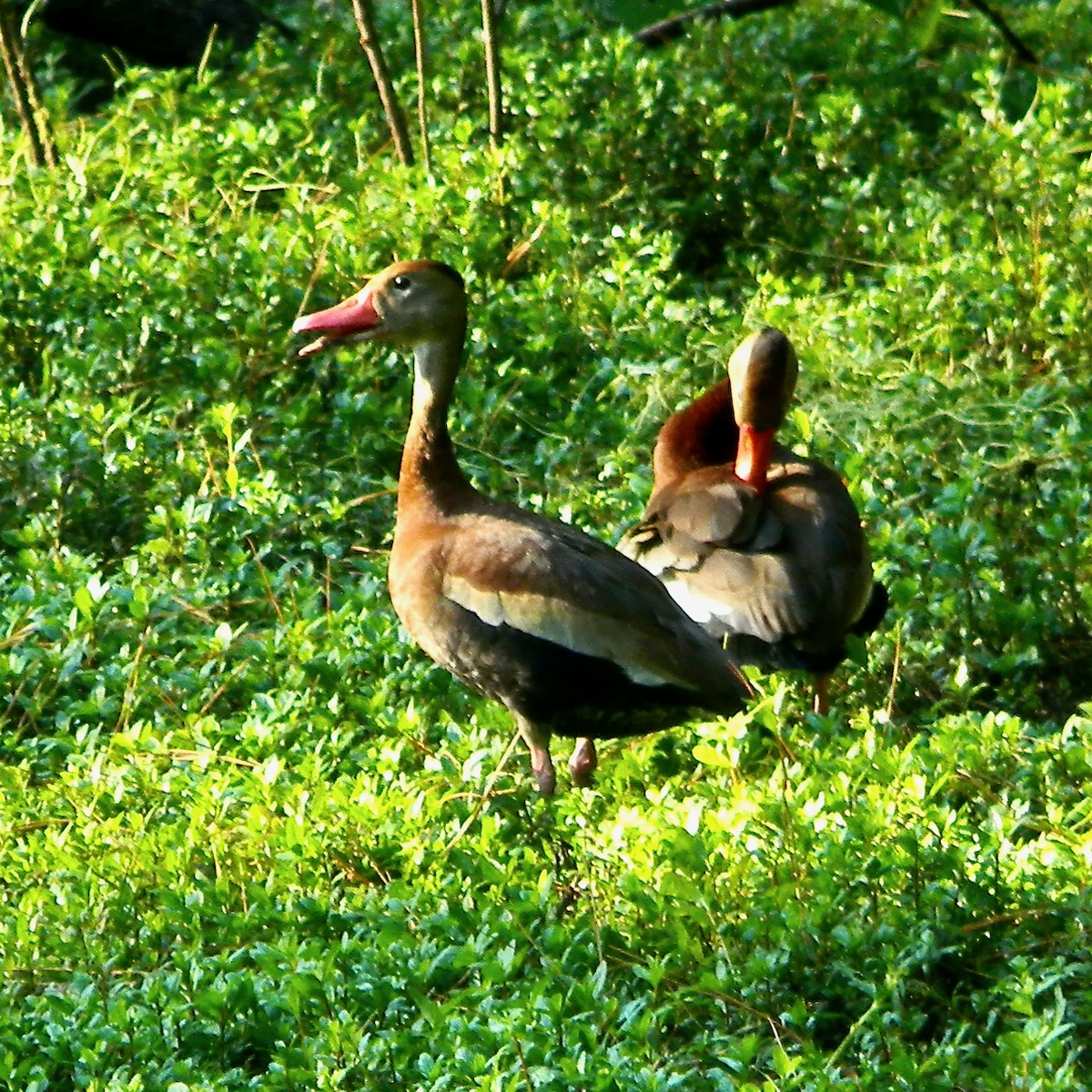 Black-bellied Whistling-Duck - Bob Peterson