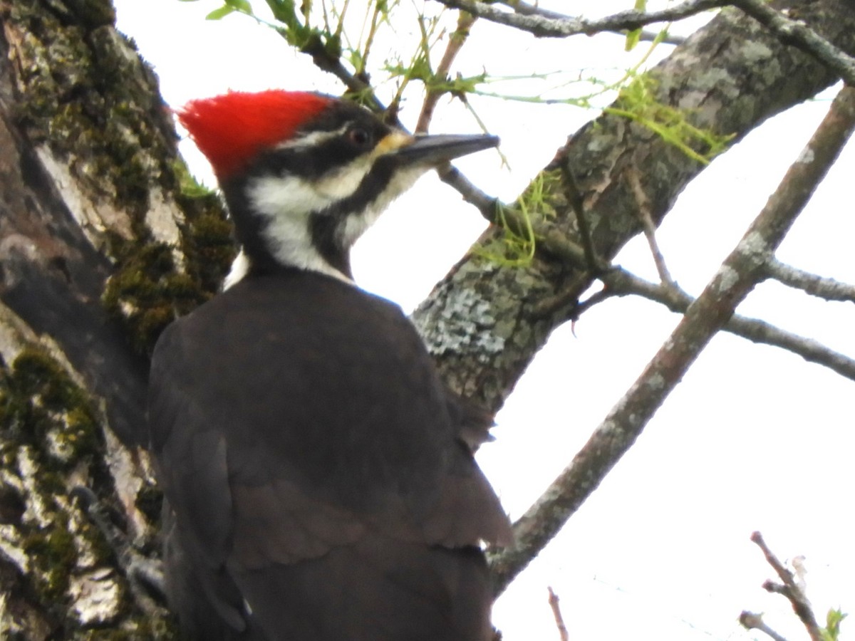 Pileated Woodpecker - ML618813604