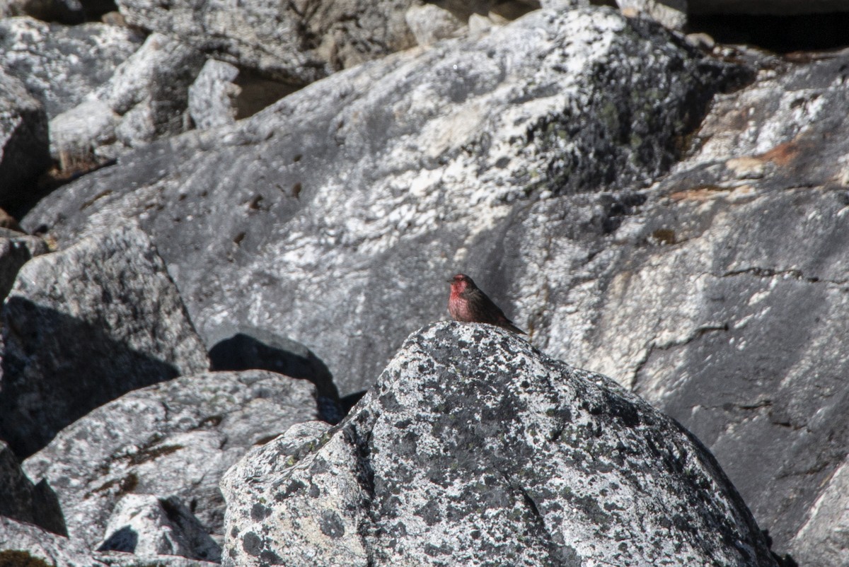 Red-fronted Rosefinch - ML618813676