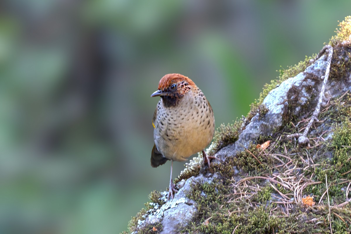 Chestnut-crowned Laughingthrush - ML618813690