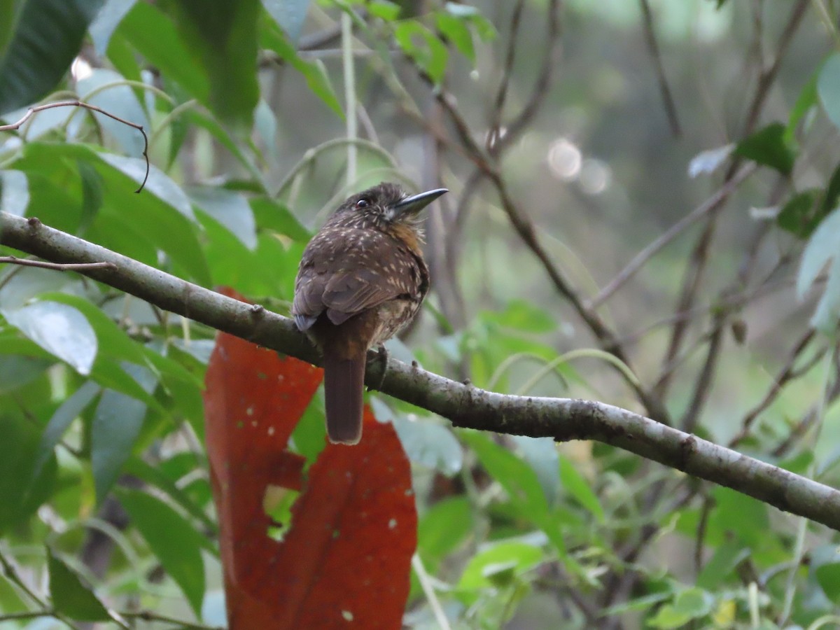 White-whiskered Puffbird - Michelle Browning