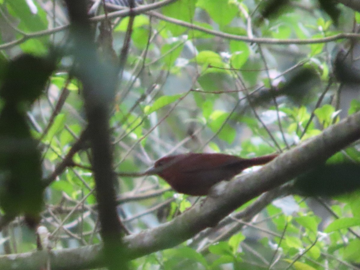 Red-crowned Ant-Tanager - ML618813807