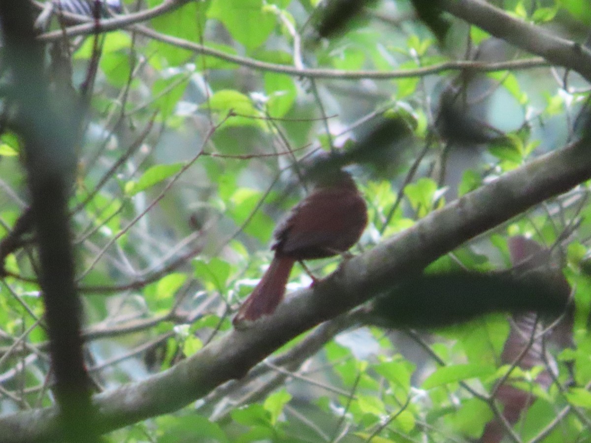 Red-crowned Ant-Tanager - ML618813810