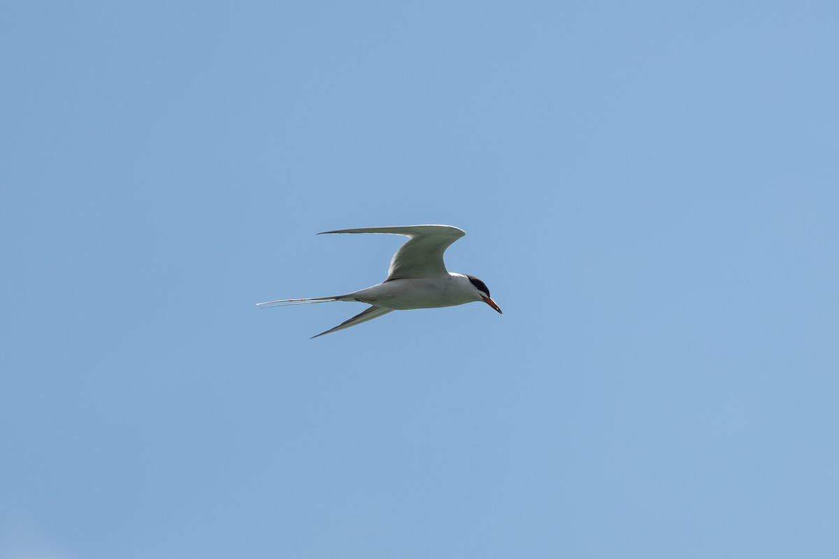 Common Tern - ML618813817