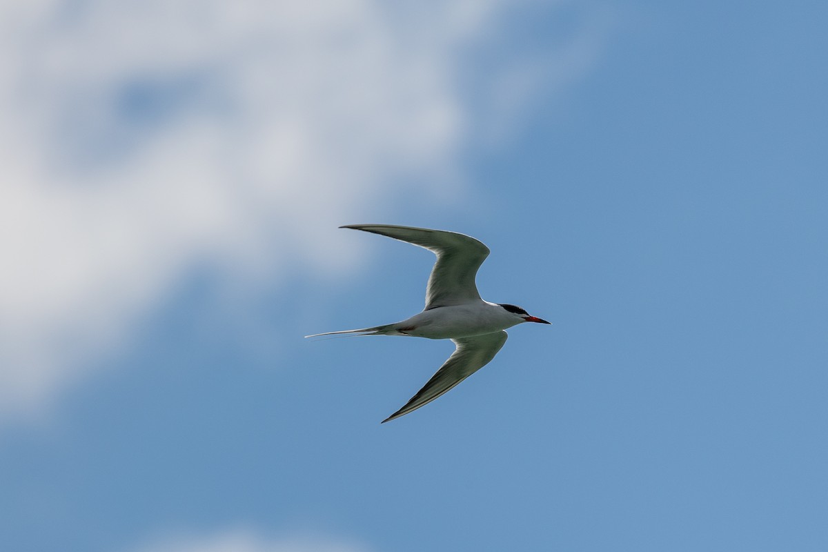 Common Tern - Meegan Conklin