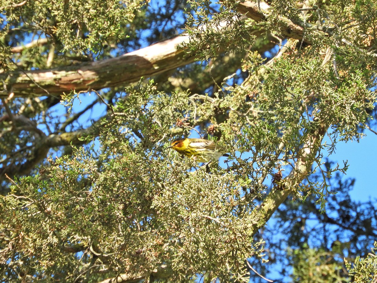 Cape May Warbler - ML618813830