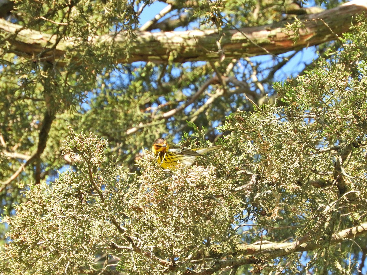 Cape May Warbler - ML618813831