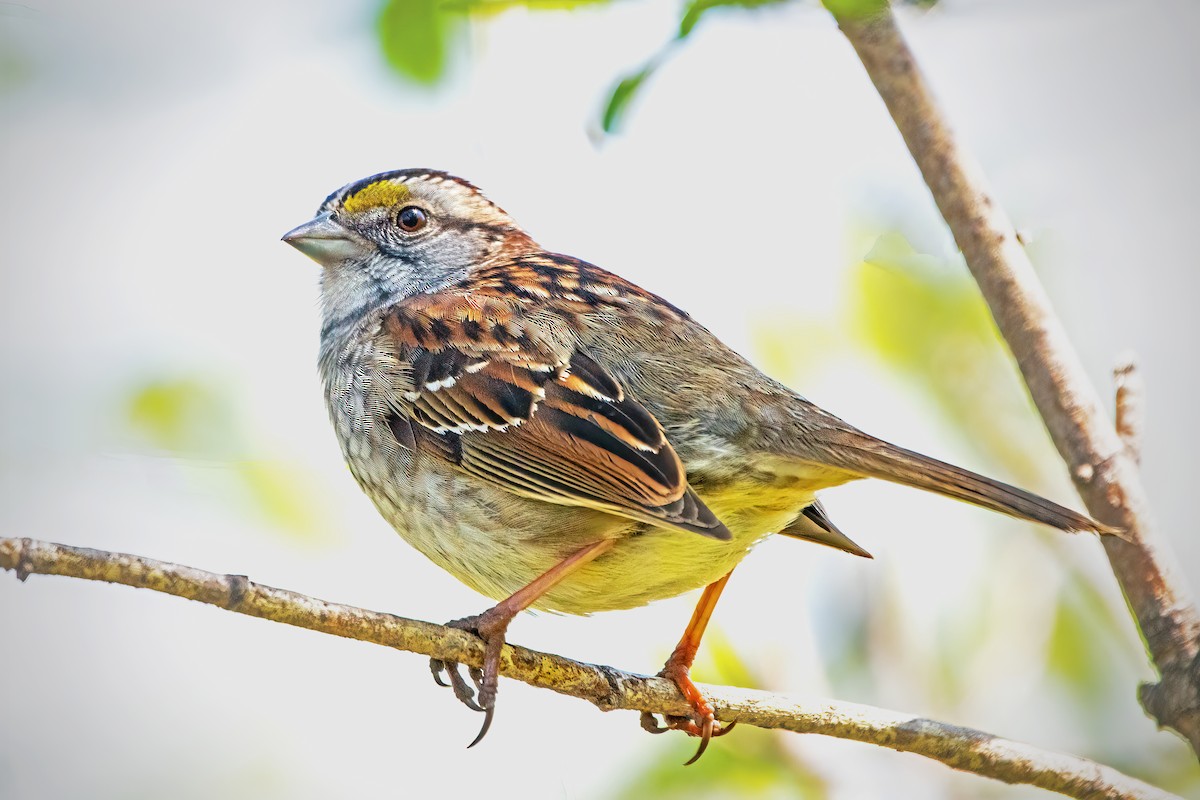 White-throated Sparrow - Ira Marcus