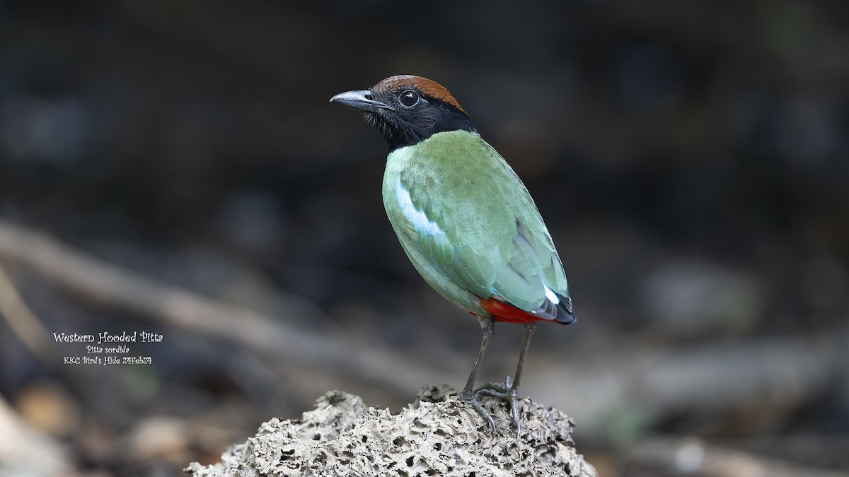 Western Hooded Pitta (Chestnut-crowned) - ML618813859